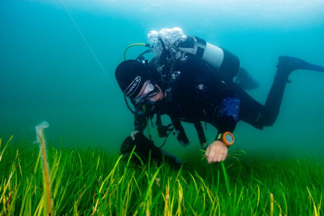 A diver with seagrass