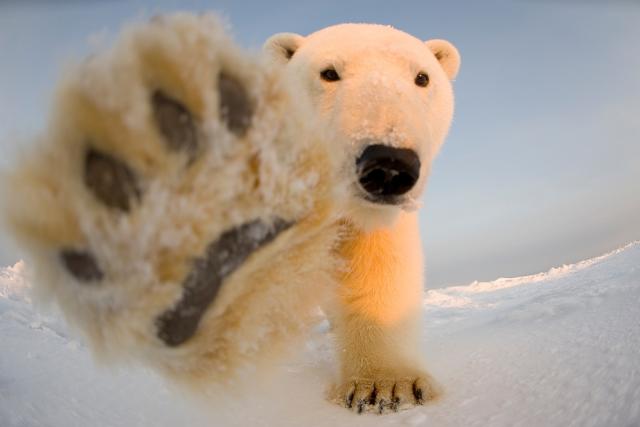Polar bear with paw out