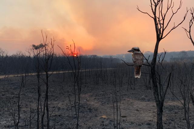 Kookaburra looking on its destroyed home after a bushfire passed, Wallabi Point, NSW.