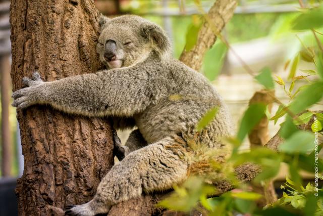 Feb Wallpaper Tablet - Koala