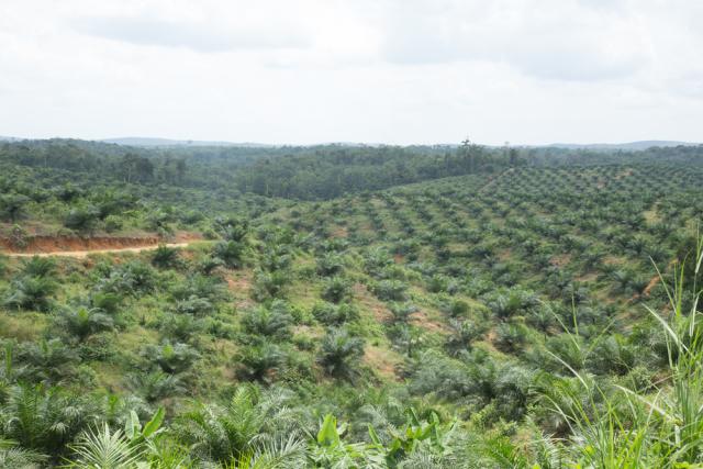 Palm oil plantation in Sekernan, Muaro, Jambi Regency, Jambi, Indonesia