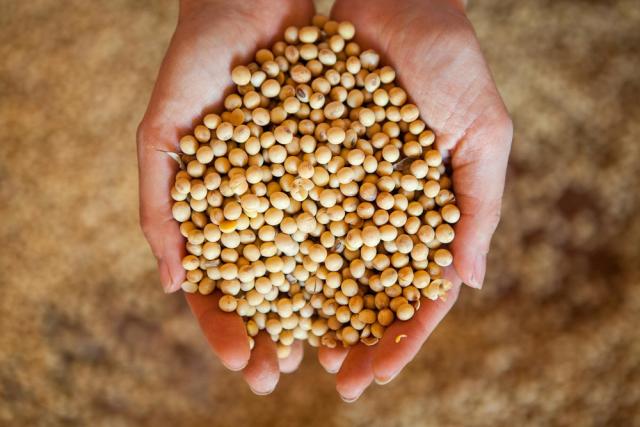 Example of raw soy product which was harvested from a sustainable farm, Cerrado.