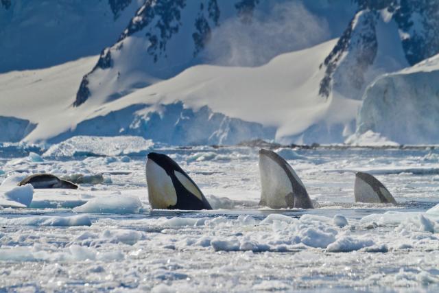 Three killer whales (Orcinus orca) 