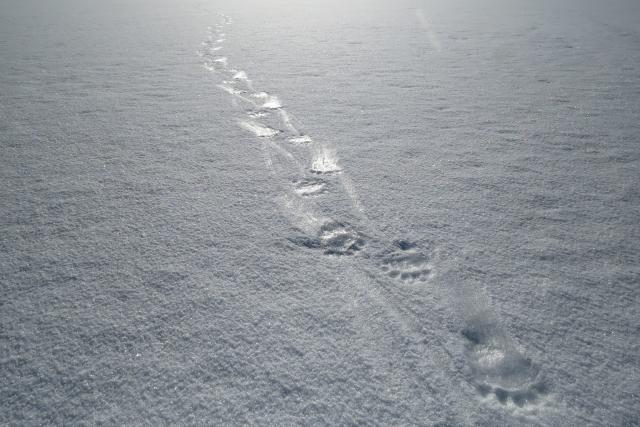 Polar bear footprints. Last Ice Area, Pond Inlet, Nunavut, Canada.