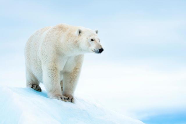 Polar bear (Ursus maritimus) on ice floe. Svalbard, Norway.