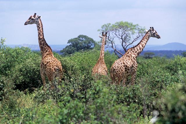 Giraffes (Giraffa camelopardalis) Tsavo East, Kenya