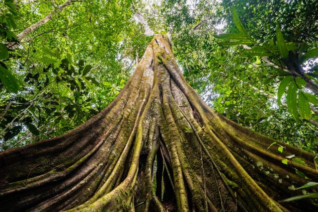 Ground up to canopy view of tree in forested area of Senor Zapata's farm, municipality of Calamar, Guaviare Department, Colombia.