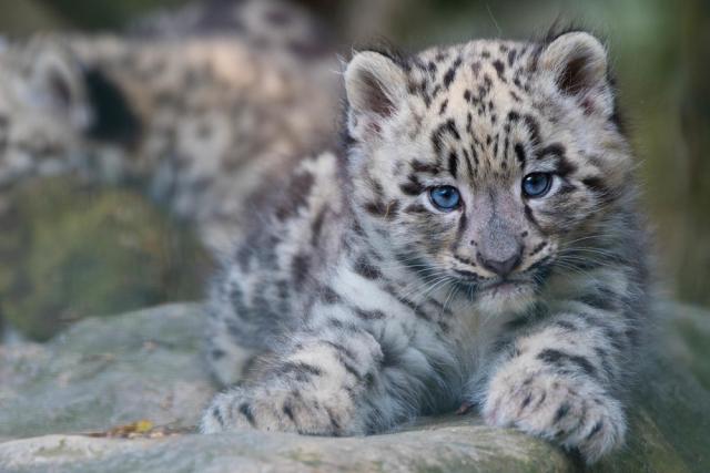 Snow leopard (Panthera uncia) cub 