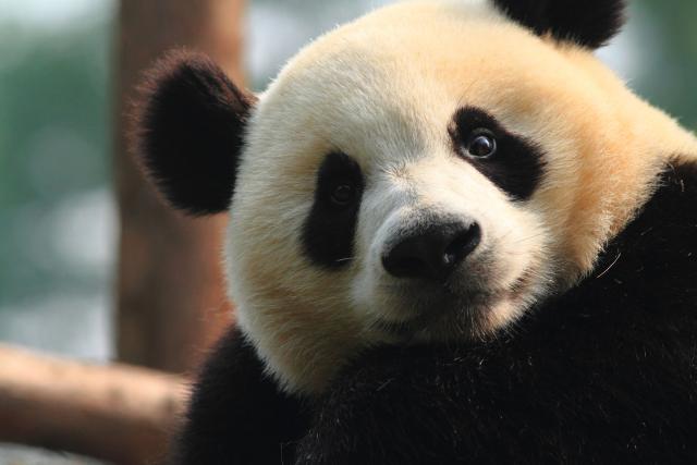 A wild Panda in China