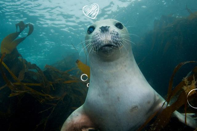 Learn to Love Nature Coastal Seas Theme