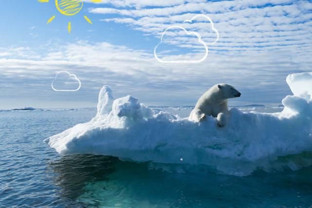Polar bear on ice
