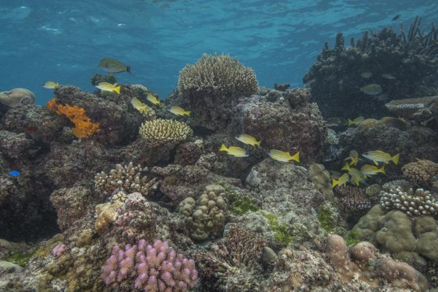 A group of snappers among a coral bommie situated among the shallow inner reef sites around the RaviRavi passage