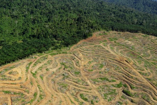 Logging for oil palm production