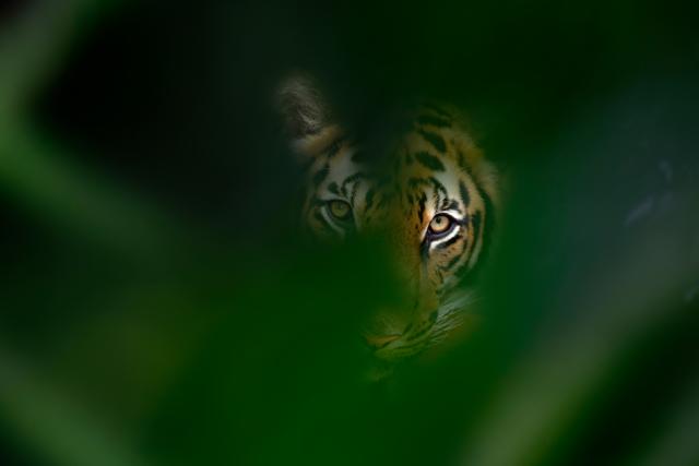 A tiger glancing behind trees.