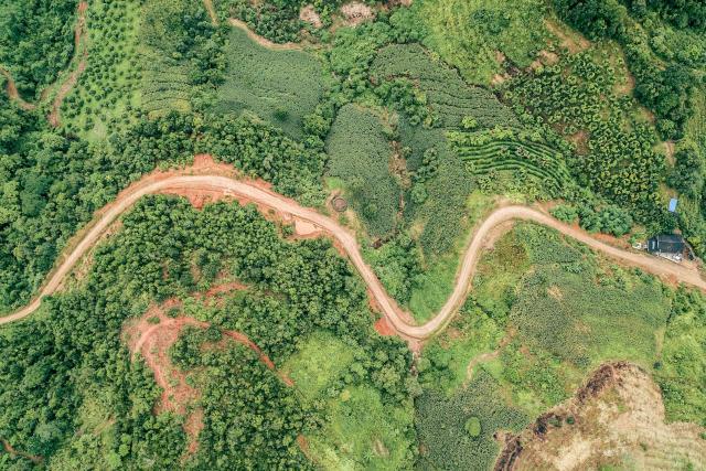 An aerial photograph showing trees segmented by a dirt track.