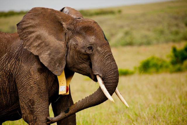 Elephant with tracking collar