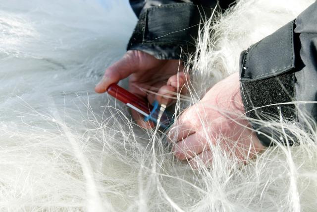 Polar bear blood sample