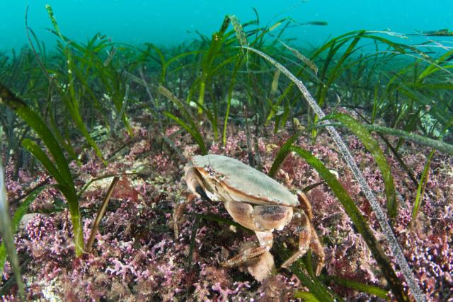 Maerl (Corallinales) and Sea grass (Zostera marina) beds