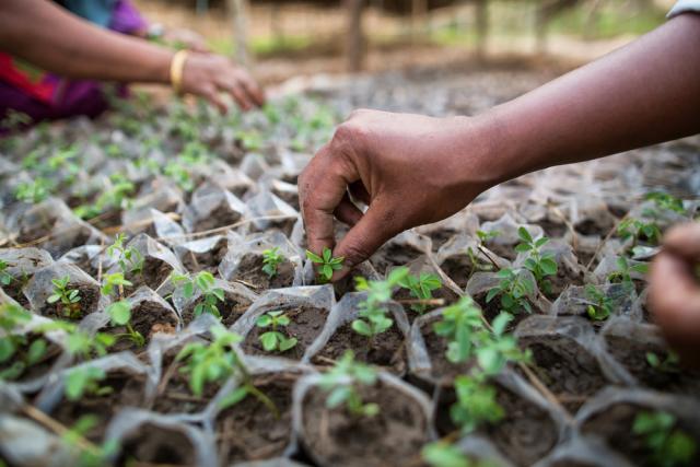 Seedlings being planted at the nursery in Amaltari Village of Nepal not far from Chitwan National Park.
