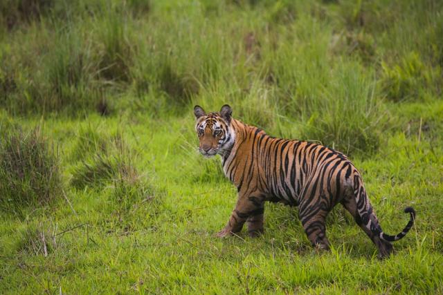 Tiger walking through grass