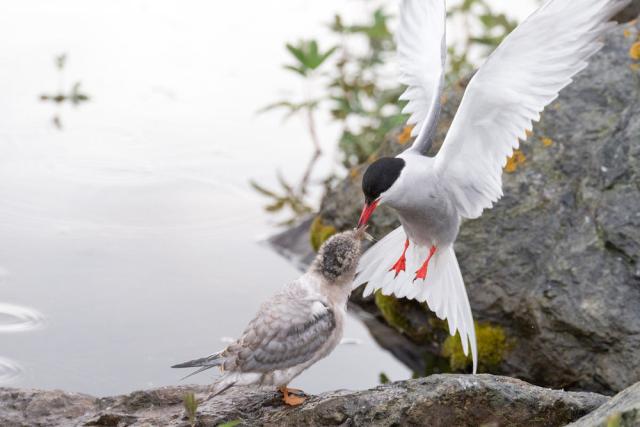 Arctic tern (Sterna paradisaea) feeding chick