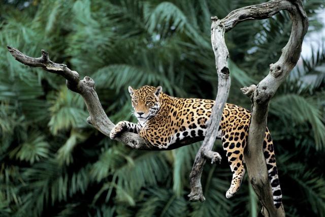 Jaguar in a tree in Pantanal