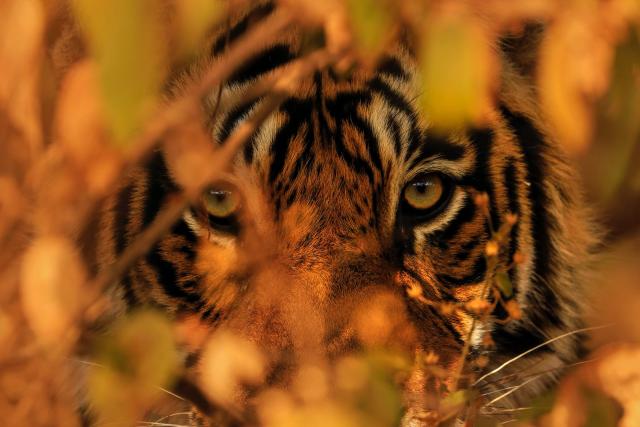 Bengal tiger peering through leaves of bushes