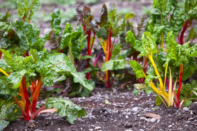 Chard growing in Rydal Hall Community Vegetable Garden on the grounds of Rydal Hall near Ambleside, Lake District, UK.