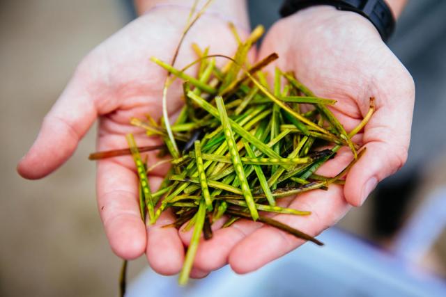 Close up of a pair of hands holding recently collected seagrass seeds. Porthdinllaen, Wales, UK.