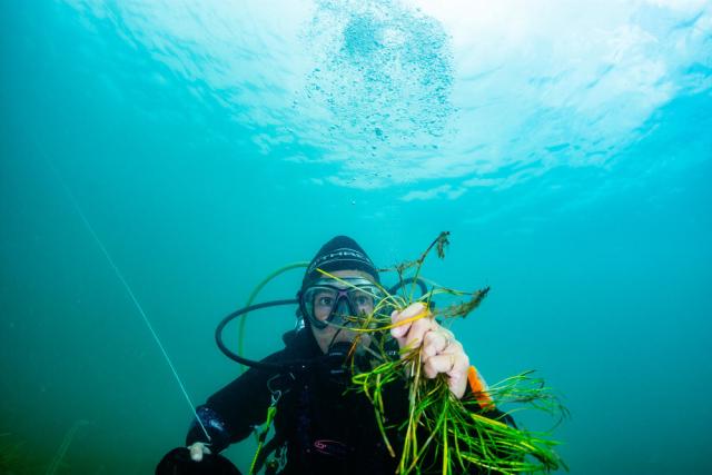 Volunteer divers from Project Seagrass gathering seeds from the seabed. Porthdinllaen, Wales. UK.