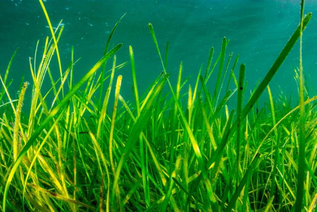 Seagrass is a vital marine habitat for a variety of species