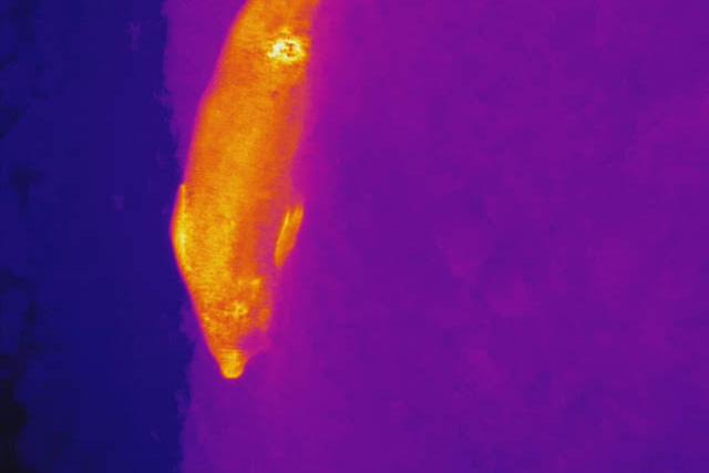 Heat signature of a seal 