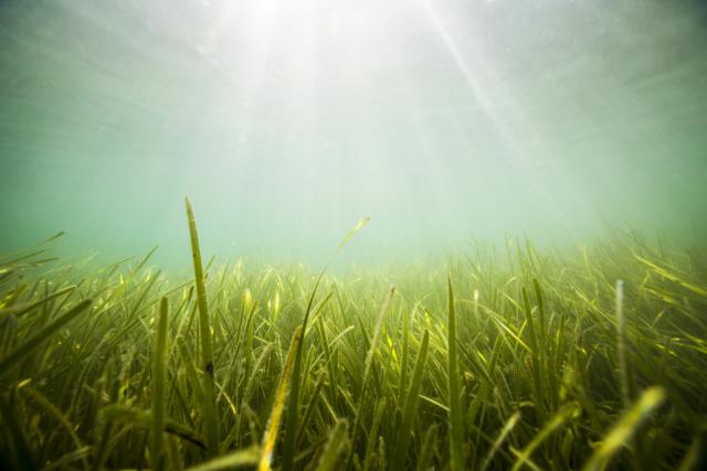 Seagrass beds