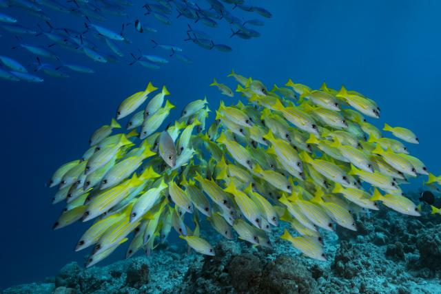 Seabed, coral reefs, Indian Ocean