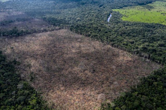 Illegal deforestation found in the indigenous Uru-Eu-Wau-Wau territory.