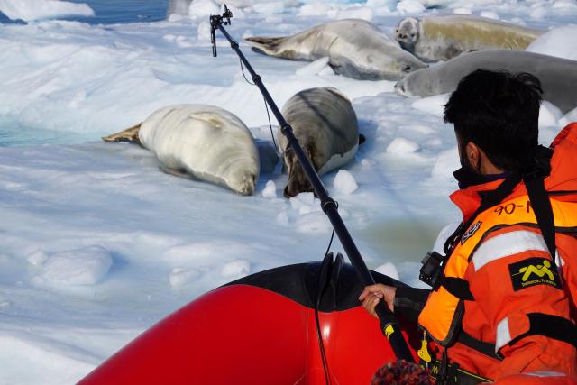 Seals being filmed
