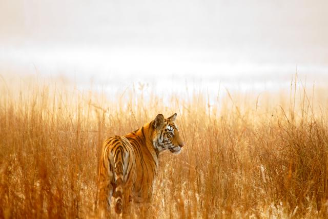 Tiger in Bandhavgarh national park