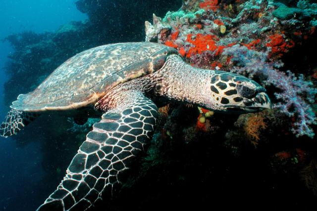 Eretmochelys imbricata, Hawksbill turtles live on coral reefs where their favourite food, sponges, are most plentiful. Fiji