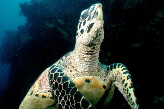 Hawksbill turtles