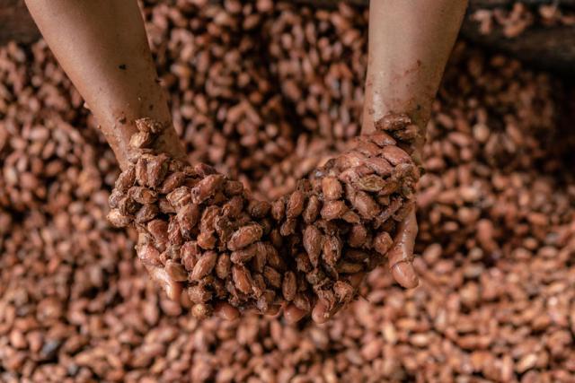 Fermenting cacao seeds 