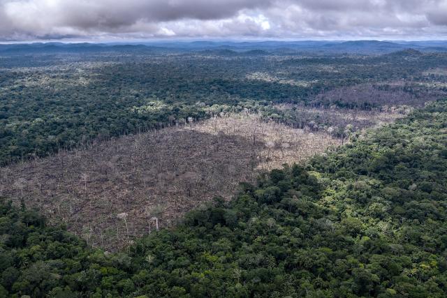 Illegal deforestation found in the indigenous Uru-Eu-Wau-Wau territory. 