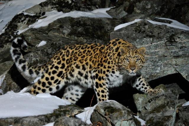 Wild female Amur leopard on a rocky hillside