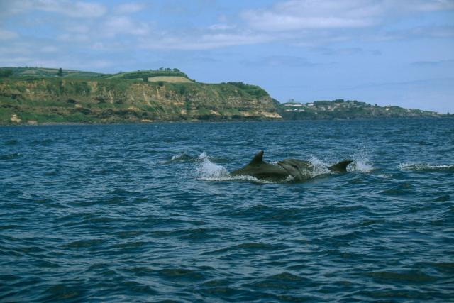 Bottle-nosed dolphin (Tursiops truncatus); Azores, Portugal