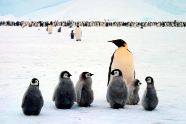 ptenodytes forsteri Emperor penguin Adult with chicks, colony in background Dawson-Lambton Glacier, Antarctica