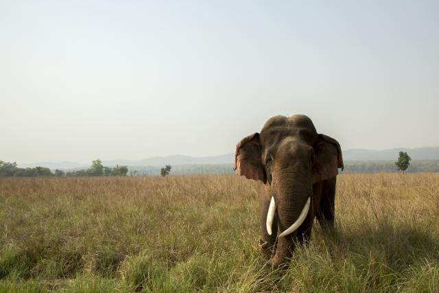 Asian elephant in grassland, Jim Corbett National Park, Uttarakhand, India.