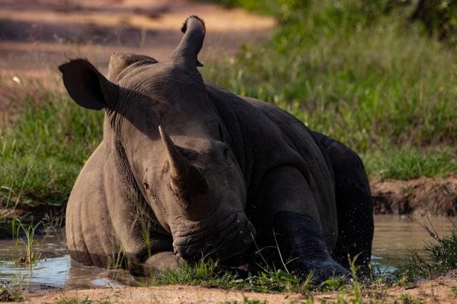  In the harsh African sun, this white rhino decided to squeeze it's large body into a small water hole and bath.