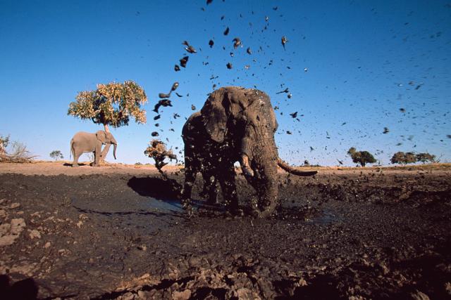 African elephant bull spraying mud at camera