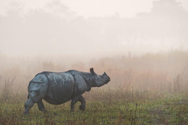  An Asian rhino walks through grass on a misty morning