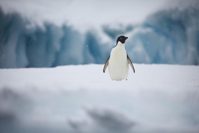 Portrait of Adelie penguin (Pygoscelis adeliae), Antarctic Peninsula, January 2018.