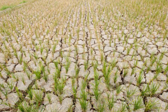 Rice field with fresh young rice plant which should be filled with water but now cracked from dought. Mindoro, Philippines 